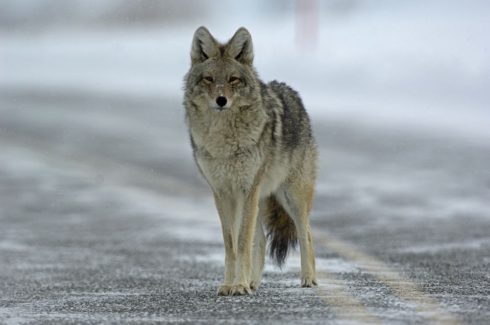 Coyote sightings in Saddle River, NJ