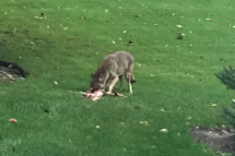 Coyote eating baby deer in Saddle River